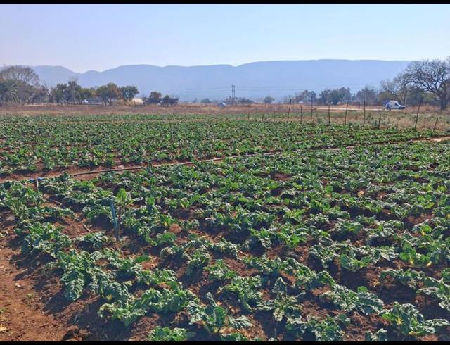 LAND FOR SALE IN RIETFONTEIN
